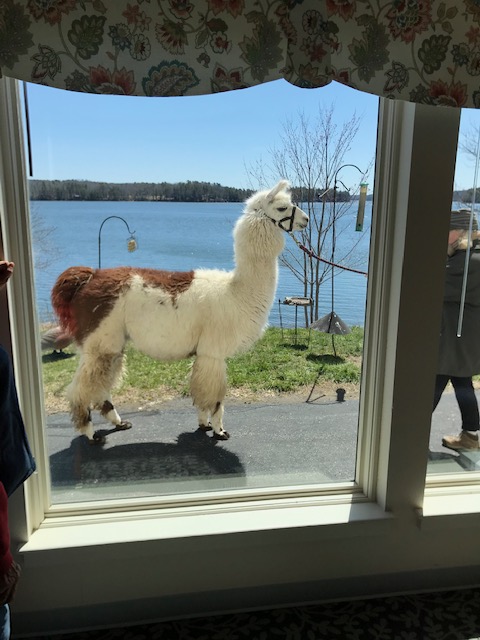 Llama Train Studios Twitter