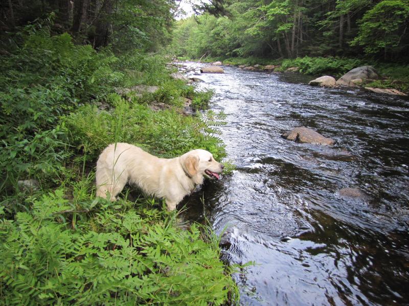 A portion of the Ducktrap River in Lincolnville, one of the few rivers left in Maine that are home to wild Atlantic salmon. (file photo by Corelyn Senn)