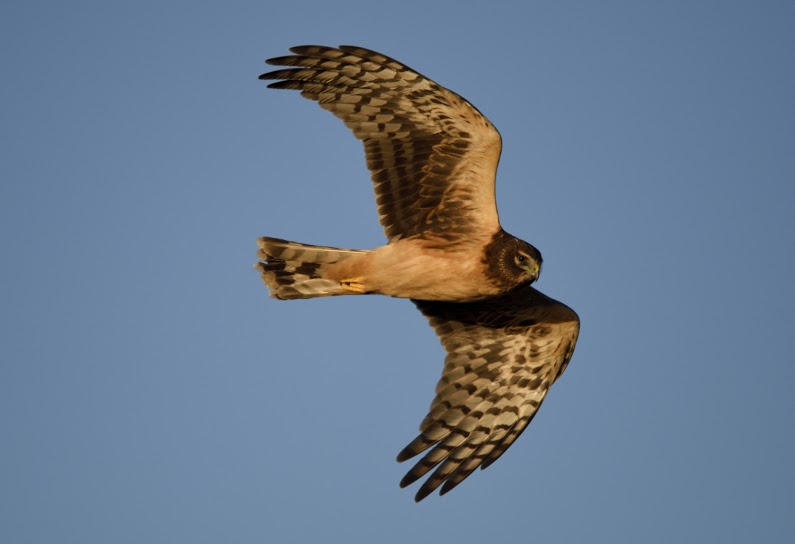 A juvenile Northern Harrier showing off its rusty-buff underparts. (Photo courtesy Bill Thompson)