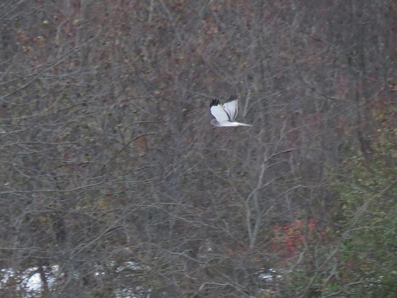 The “grey ghost”: a male Northern Harrier surveying Beech Hill Preserve in Rockport. (Photo courtesy Brian Willson)