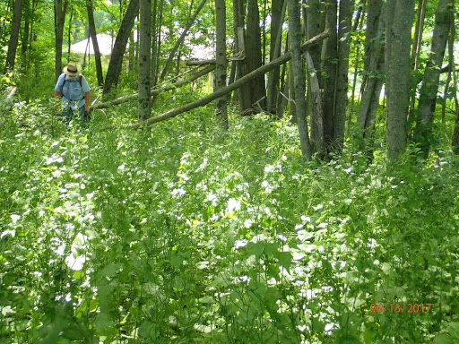 A project staff member surveys a large patch of invasive garlic mustard in Sidney. (Photo courtesy Maine Department of Agriculture, Conservation and Forestry)