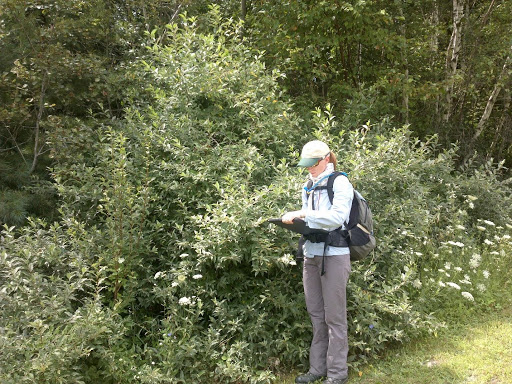 Surveying several large, invasive autumn olive shrubs at the edge of a field. (Photo courtesy Maine Department of Agriculture, Conservation and Forestry)