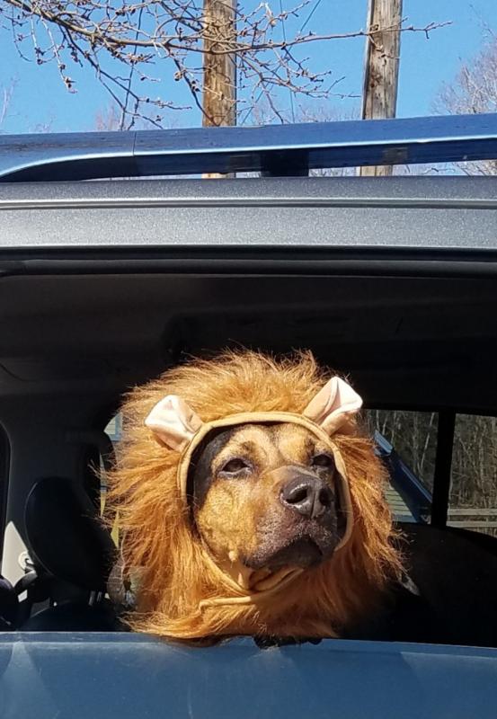 Meet Edgar, a black and tan coon hound, who loves to dress up like he did for Gordie’s birthday parade. His mom is Lindsey Clement. (Photo courtesy of Julie Clement)