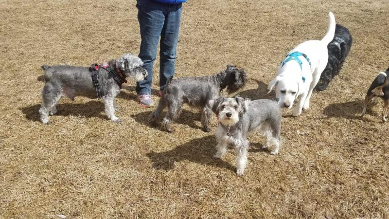 The “dog park divas” dogs enjoy one of their regular play dates. (Photo courtesy of Julie Clement)
