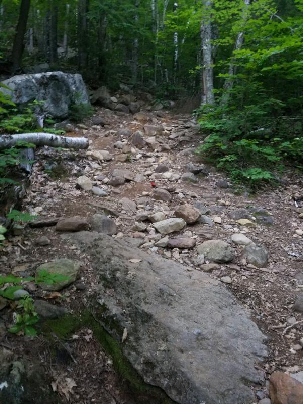 The red bird on the trail. What is it? (Photo courtesy Matt Heath)
