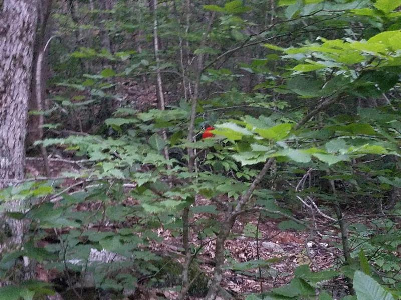 A red bird in the green woods left the firefighters curious as to what kind of bird it was. They are looking for insight. (Photo courtesy Matt Heath)