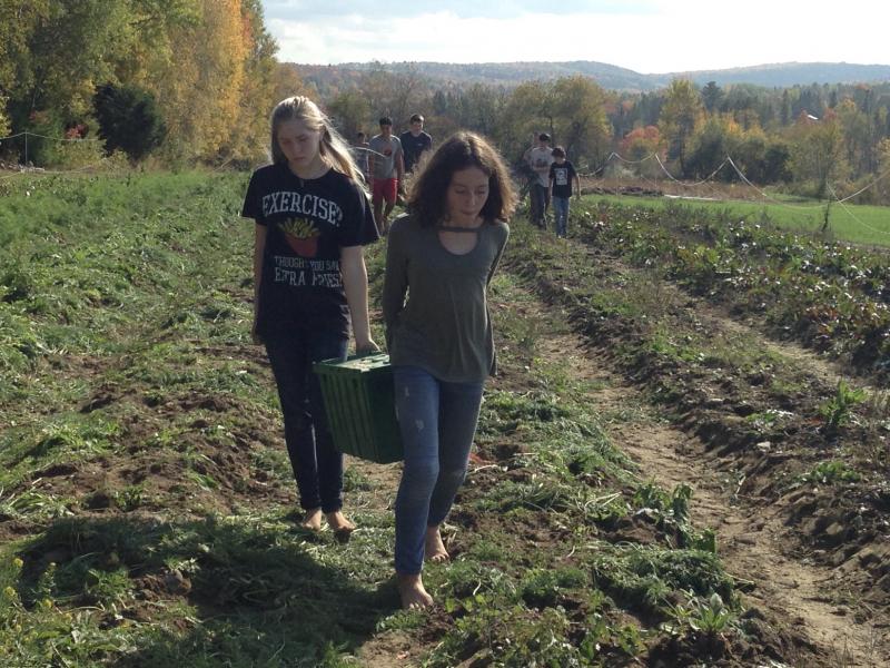 Ecology Learning Center students Azure Walauski (left) and Annalise Garnett (right) harvesting carrots at Songbird Farm in Unity. (Photo courtesy Ecology Learning Center)