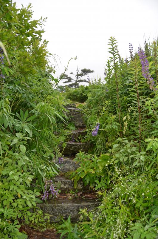 Stone steps lead from the bank to the shore.