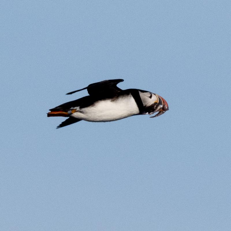 What Puffins Eat  Audubon Seabird Institute