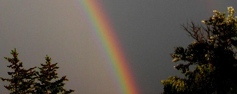 "Someday we'll find it, the rainbow connection, the lovers, the dreamers, and me." Sung by Kermit the Frog. (Jim Henson). Music and Lyric: Paul Williams, Kenneth Ascher. Rockland back yard. July 30, 2020. (Photo courtesy Maggie Trout)