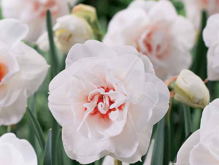 “Sweet Ocean” and “Acropolis” (seen here) are just two of the many daffodil varieties offered through Merryspring’s Flower Bulb Sale. (Photo courtesy Merryspring Nature Center)