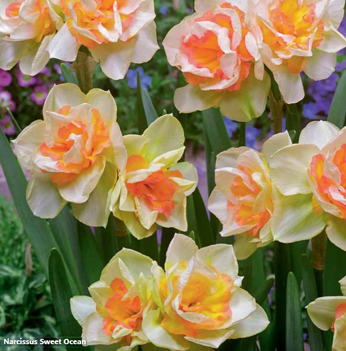 “Sweet Ocean” (seen here) and “Acropolis” are just two of the many daffodil varieties offered through Merryspring’s Flower Bulb Sale. (Photo courtesy Merryspring Nature Center)