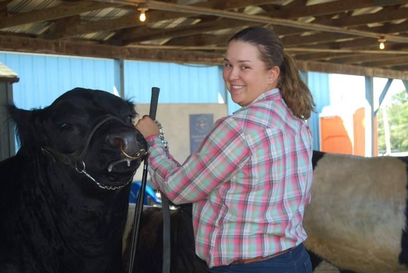 2018 Aldermere Apprentice, Samantha Plank, shows an Aldermere Belted Galloway bull at the Union Fair. (Photo courtesy Maine Coast Heritage Trust)