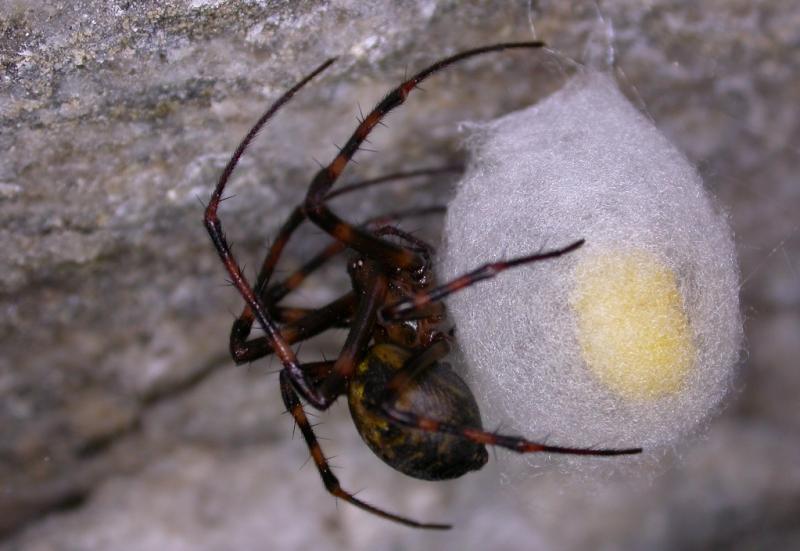 Cave orb weavers, like the one pictured with her egg sac, can be found in habitats similar to entrances of caves, including rocky overhangs and basements. When spiders are found inside our homes, it is most often because there is other arthropod prey available and/or by accident (i.e. they have been carried in on something else, or are seeking a sheltered location). (Source: Maine Forest Service).