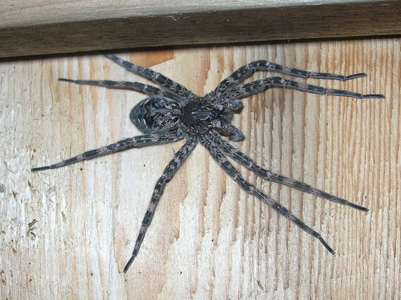 Although fishing spiders can be startling because of their size (with their bodies sometimes exceeding an inch, and their legs more than four inches), they pose no threat to people or pets. As one might guess from their name, they are found in wetter environments and sometimes capture small fish. (Source: Maine Forest Service).