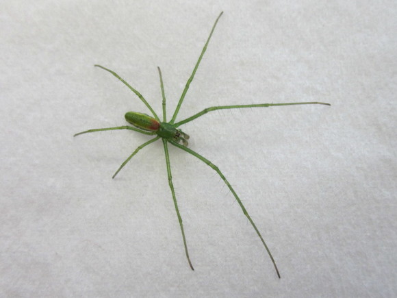 In the same family of the cave orb weaver, this bright green, adult male longjawed orbweaver was spotted one early March, sharply contrasting with the snow in the understory of a hemlock forest in Lincoln County. (Source: Maine Forest Service).