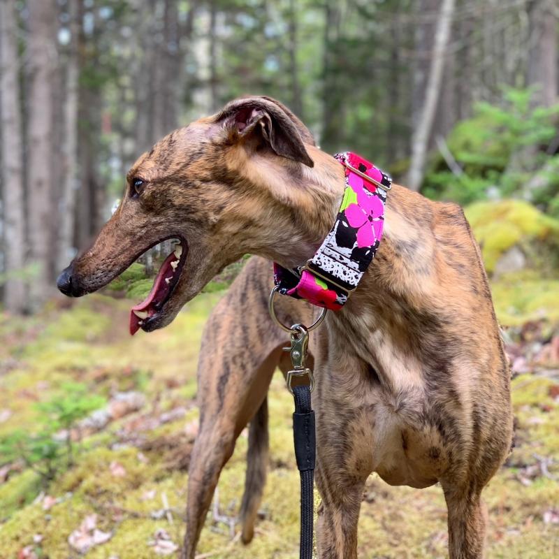 A collar produced by Vinalhaven’s An Hanna. (Courtesy photo)