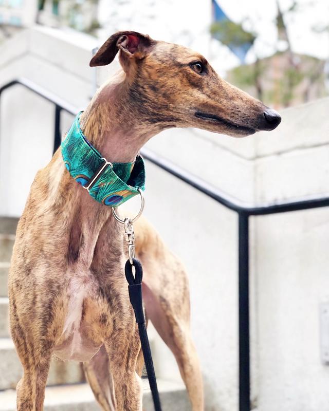 A collar produced by Vinalhaven’s An Hanna. (Courtesy photo)