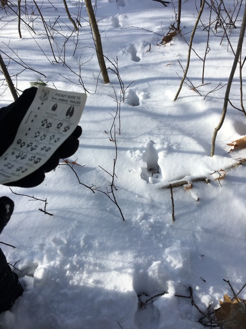 (Photo courtesy Maine Environmental Education Association (MEEA))