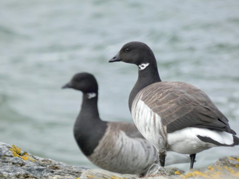A pair of brant geese spotted by Kristen Lindquist in Scarborough. (Courtesy photo)