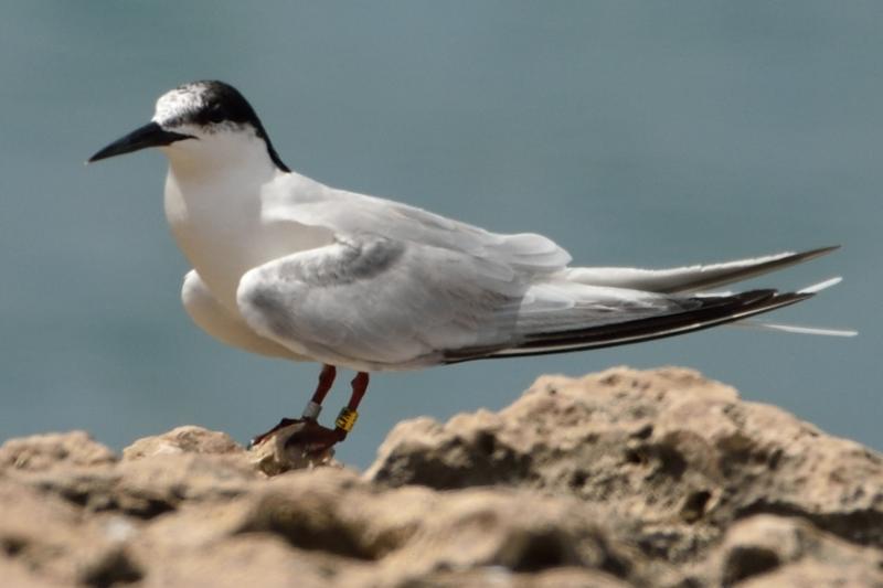 This Roseate Tern was hatched and banded on the Maine coast in summer of 2016 and was photographed on the island of Aruba in September, 2020. Courtesy of Michiel Oversteegen.