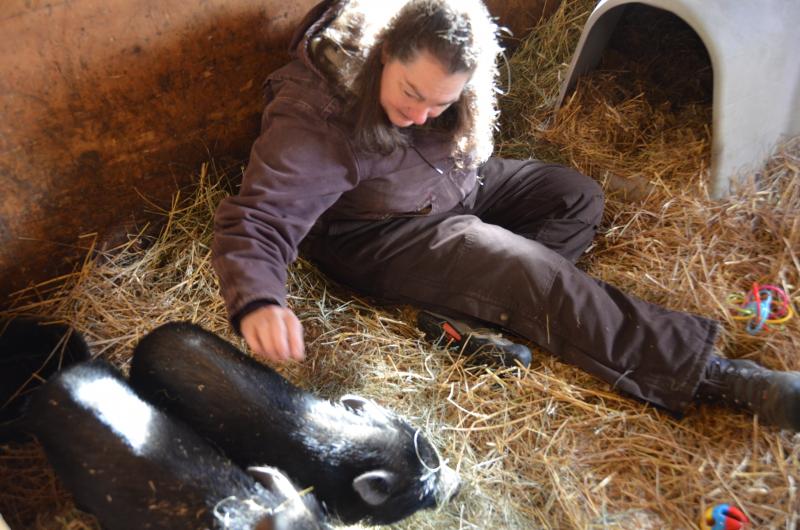 Susan Walker will be giving the pigs a new home in Poland, Maine.