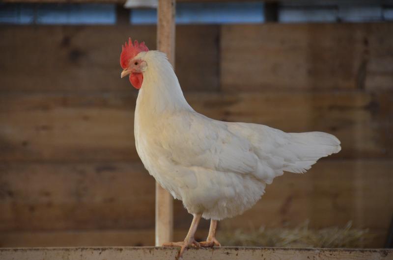 There are sentries in the barn. This hen is Lauren.