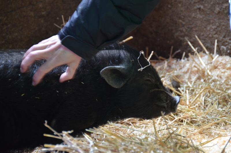 A pig’s smile under a friendly human hand. (Photo by Lynda Clancy)