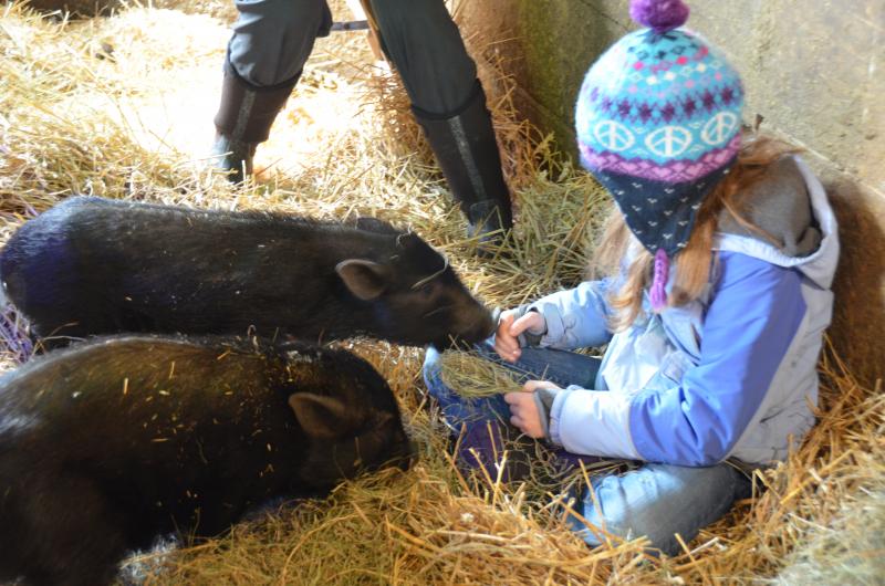 Selah Betz feeds hay to Noel and Christopher.