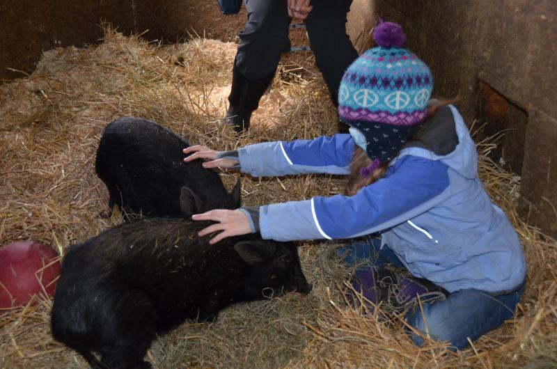 Selah Betz, of Rockland, spent an afternoon with Noel and Christopher, sitting quietly, petting and feeding them with a soothing presence. (Photo by Lynda Clancy)