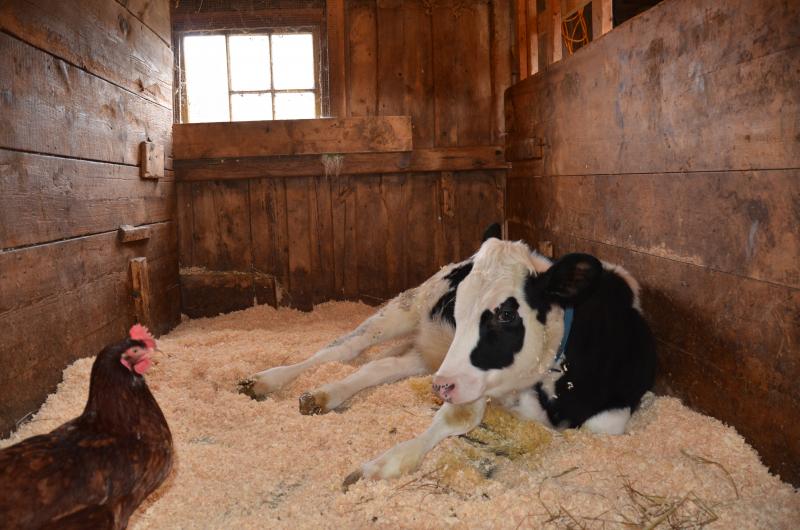 Marilyn Monroe is four months old. The Fed Ex driver makes a beeline for her stall to say hi, whenever he delivers packages to the farm.