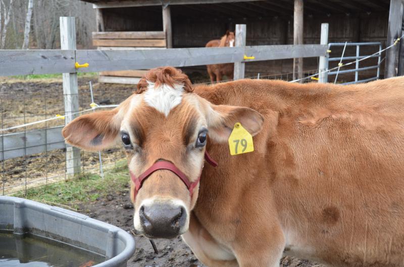 Moxie is 10, a retired dairy cow.