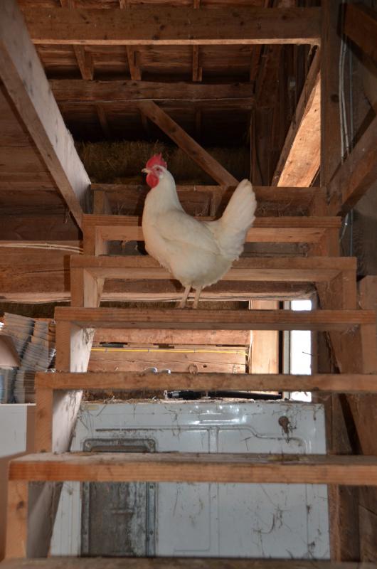 Making way to the barn’s attic.