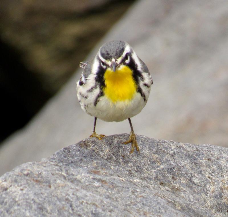 A yellow throated warbler spotted by Kristen Lindquist on Monhegan Island. (Courtesy Kristen Lindquist)