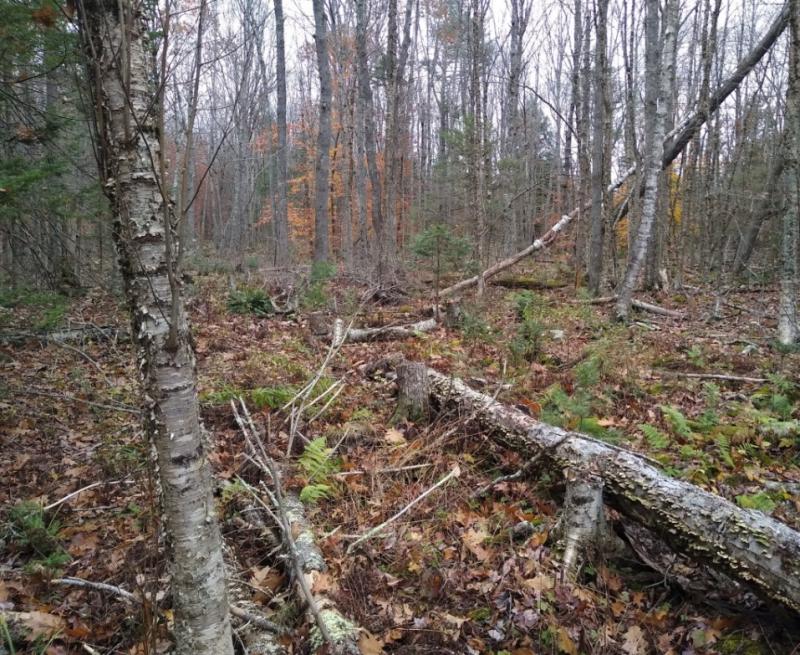 The recent Conservation Easement includes 49 acres of forest that provide wildlife habitat, clean air, slow climate change, and filter water; 26 of these acres are protected as forever wild so that the forest may grow and organize via natural processes. (Photo courtesy Midcoast Conservancy)