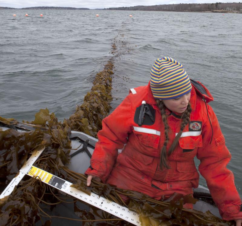 Bigelow Laboratory Research Associate Brittney Honisch measures a piece of sugar kelp before harvest in Casco Bay. Bigelow Laboratory is leading a new project that will evaluate how seaweed might mitigate coastal acidification and combat the impacts of climate change. Courtesy of the Island Institute