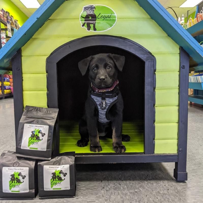 Cece a lab/cattle dog mix with the signature “Fenway’s Rescue Blend” coffee from Coffee Hound Coffee Co., in Brewer. (Photo courtesy Loyal Biscuit)