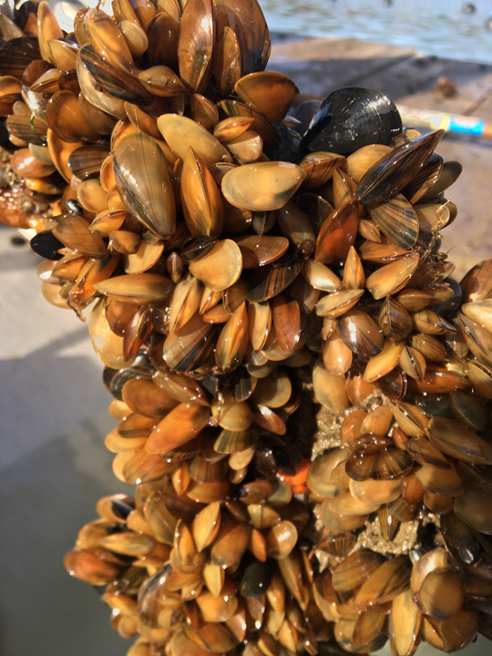 Gold Mussels created by the Downeast Institute in partnership with Blue Hill Bay Mussels. (Courtesy Downeast Institute)
