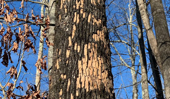 Woodpecker blonding on an ash tree in Alfred. (Photo courtesy Maine Department of Agriculture, Conservation and Forestry)