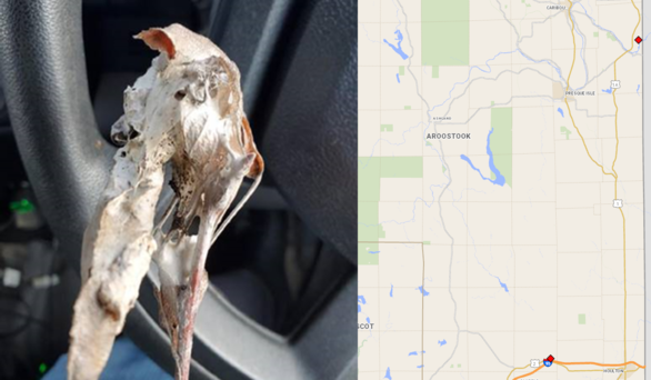 Browntail moth winter web and recent mapped locations of Aroostook County web discoveries. (Photo courtesy Maine Department of Agriculture, Conservation and Forestry)