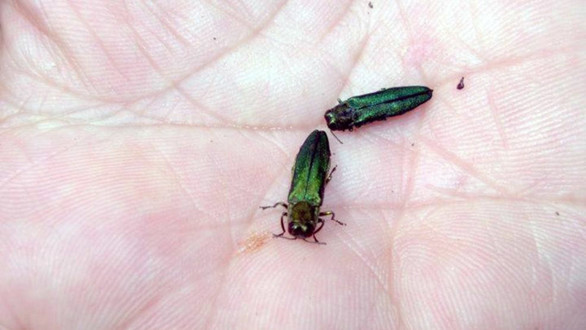 Emerald ash borer. (Photo courtesy Maine Department of Agriculture, Conservation and Forestry)