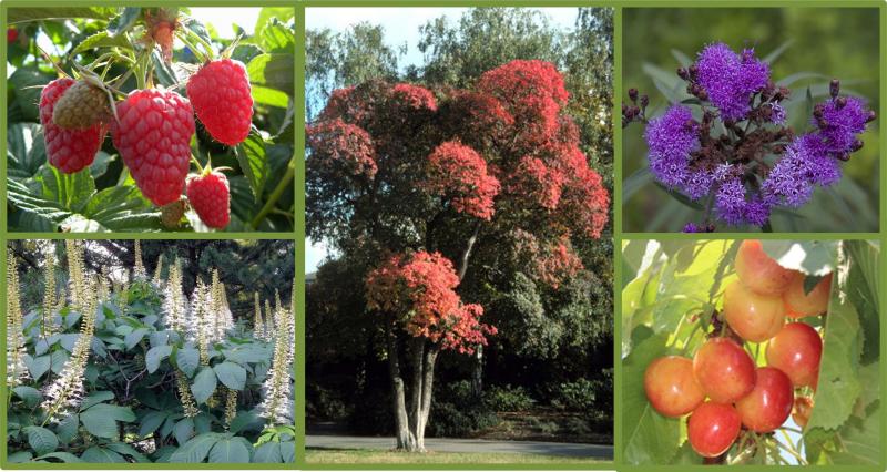 A few of this year’s new offerings (clockwise from top left): Eden red raspberry, American smoketree (Cotinus obovatus), Smooth ironweed (Vernonia fasciculata), WhiteGold self-pollinating sweet cherry, summer blooming Bottlebrush buckeye (Aesculus parviflora). (Photo courtesy Knox-Lincoln Soil & Water Conservation District)