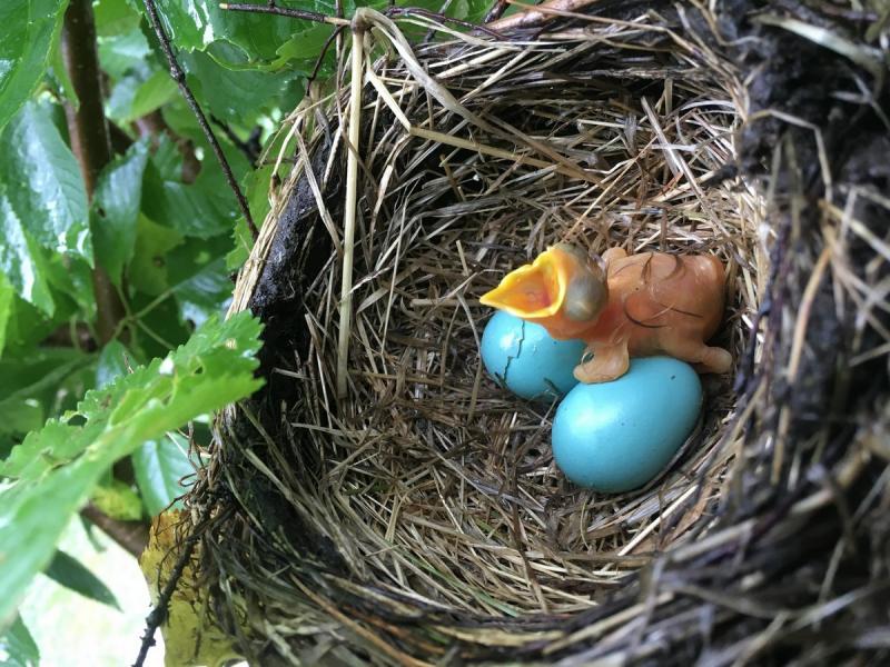 Student entry: “Just Hatched” – Karen Higgins photographer