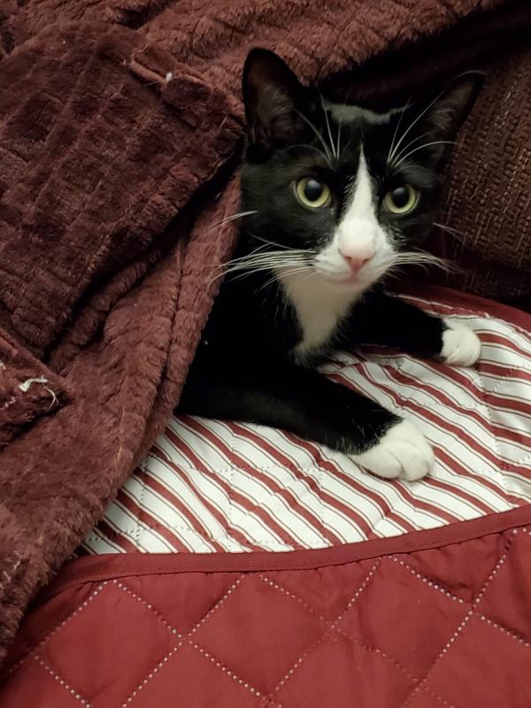 “A little over a year ago, our kitten Bruin came to us from Southern Pup in Mississippi, via 3DogsRescue in Southern Maine, as did our pup Indy back in 2016,” said Linda Lorenzen.