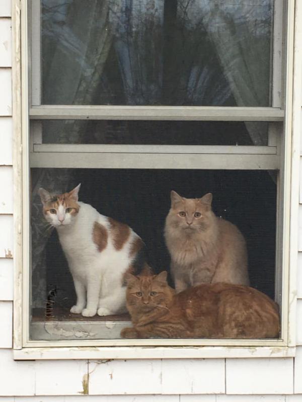 Calico, Maya was rescued from the Bahamas and adopted in October 2019. The orange is Clementine and the buff is Huckleberry. “They were litter mates we fostered early in the pandemic and adopted in May 2020,” said Shannon Bullis Burns, who, with her husband B.J., and their girls Karis and Lauren, adopted them. “This photo is from the fall. Huck is bigger than Maya now.”