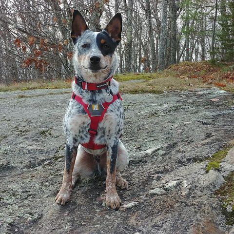 “Ace,” said Robin Harlow. “Best dog evah!” Ace was adopted four years ago, arriving in Maine from Mississippi, a rescue.