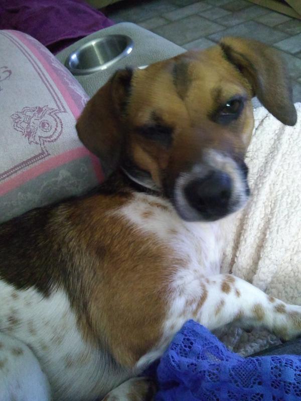 Cootie, a Jack Russell and dachshund mix, was adopted by Peggy Jones East in November 2020. Cootie had been transported north from South Carolina.