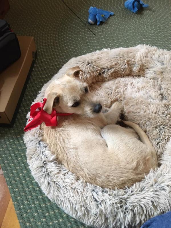 “We have Izzie,” said Anne Edmands. “She came from Texas through PAWs!”
