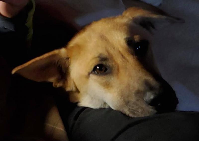 “It has been a little more than a year,” said Lisbeth Whitney. “Louise was in a kill shelter outside of Houston, Texas, along with some of her litter mates. She was on death row as a 4 month old puppy when a Texas rescue picked her up along with her litter mates and brought them to PAWS. She is the smartest, friendliest dog we have ever had and her disposition is always sunny! She has me laughing every single day.”
