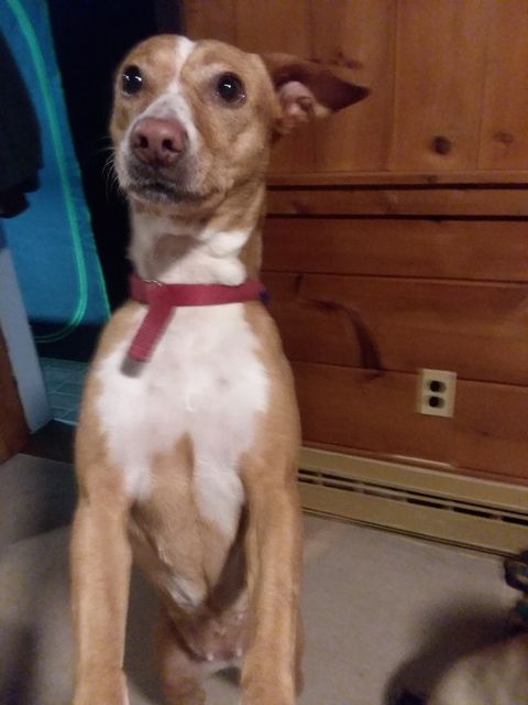 Penit, companion of Blackie. (See above).